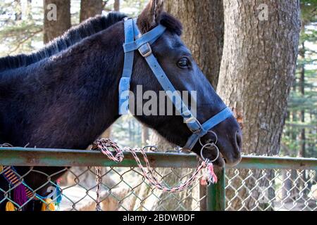 Primo piano della testa di cavallo scura Foto Stock