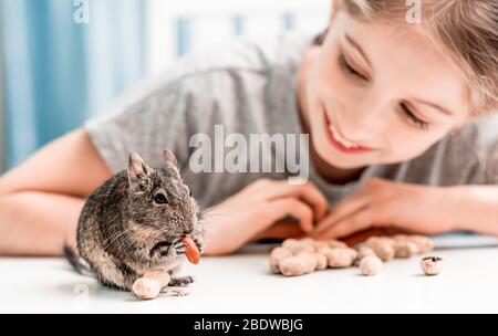 Giovane ragazza osservare il degu scoiattolo mangia noci su tavola bianca Foto Stock