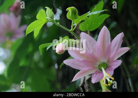 Primo piano flora passofiore in natura. La Passiflora, nota anche come fiori o viti passionali, viene utilizzata nel giardinaggio e come erbe sedative. Foto Stock