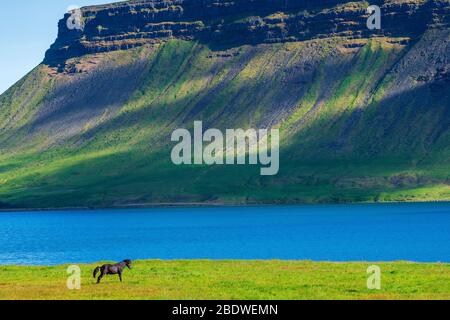 Cavalli islandesi, Penisola di Snaefellsnes, Islanda Foto Stock