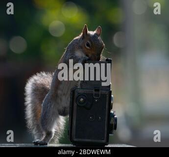 Londra, Regno Unito. 10 aprile 2020. Lo scoiattolo grigio sembra fare un controllo di fuoco su una macchina fotografica di riflesso in un giardino suburbano. Credit: Malcolm Park/Alamy Live News. Foto Stock