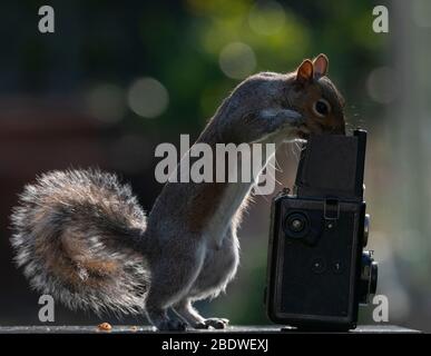 Londra, Regno Unito. 10 aprile 2020. Lo scoiattolo grigio sembra fare un controllo di fuoco su una macchina fotografica di riflesso in un giardino suburbano. Credit: Malcolm Park/Alamy Live News. Foto Stock