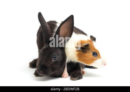 Cute Little rex coniglio nero e porcellino d'India isolato su sfondo bianco Foto Stock