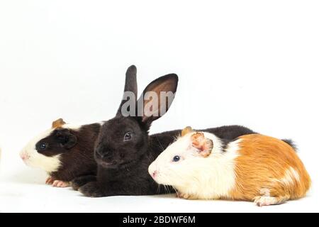 Cute Little rex coniglio nero e porcellino d'India isolato su sfondo bianco Foto Stock