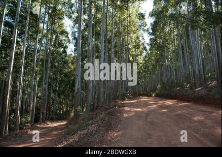 Eucalipto, Eucalipto globulus, strada forestale, Agatha, distretto di Tzaneen, Provincia di Limpopo, Sudafrica Foto Stock