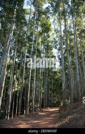 Eucalipto, Eucalipto globulus, strada forestale, Agatha, distretto di Tzaneen, Provincia di Limpopo, Sudafrica Foto Stock