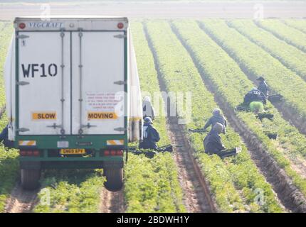 Rainham, Essex, Regno Unito. 10 aprile 2020. I raccoglitori stanno raccogliendo le verdure al campo di Famers a Rainham Essex durante la pandemia di Covid-19 in cui il governo ha dato le regole rigorose soltanto su lasciare la sede per il lavoro essenziale, lo shopping di alimento e una forma di esercitazione al giorno. Credit: Azione Foto Sport/Alamy Live News Foto Stock