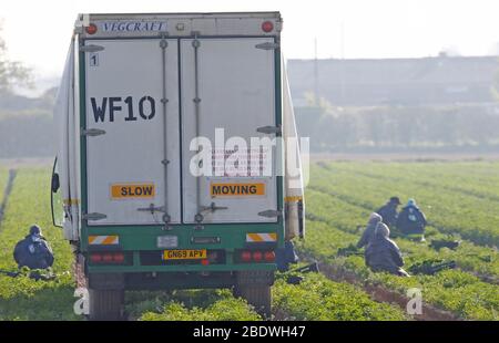 Rainham, Essex, Regno Unito. 10 aprile 2020. I raccoglitori stanno raccogliendo le verdure al campo di Famers a Rainham Essex durante la pandemia di Covid-19 in cui il governo ha dato le regole rigorose soltanto su lasciare la sede per il lavoro essenziale, lo shopping di alimento e una forma di esercitazione al giorno. Credit: Azione Foto Sport/Alamy Live News Foto Stock