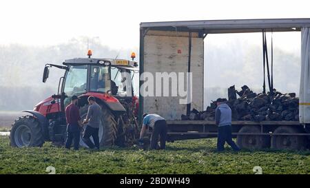 Rainham, Essex, Regno Unito. 10 aprile 2020. I raccoglitori stanno raccogliendo le verdure al campo di Famers a Rainham Essex durante la pandemia di Covid-19 in cui il governo ha dato le regole rigorose soltanto su lasciare la sede per il lavoro essenziale, lo shopping di alimento e una forma di esercitazione al giorno. Credit: Azione Foto Sport/Alamy Live News Foto Stock