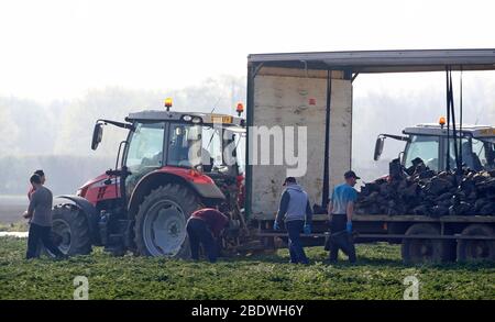 Rainham, Essex, Regno Unito. 10 aprile 2020. I raccoglitori stanno raccogliendo le verdure al campo di Famers a Rainham Essex durante la pandemia di Covid-19 in cui il governo ha dato le regole rigorose soltanto su lasciare la sede per il lavoro essenziale, lo shopping di alimento e una forma di esercitazione al giorno. Credit: Azione Foto Sport/Alamy Live News Foto Stock