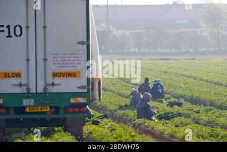 Rainham, Essex, Regno Unito. 10 aprile 2020. I raccoglitori stanno raccogliendo le verdure al campo di Famers a Rainham Essex durante la pandemia di Covid-19 in cui il governo ha dato le regole rigorose soltanto su lasciare la sede per il lavoro essenziale, lo shopping di alimento e una forma di esercitazione al giorno. Credit: Azione Foto Sport/Alamy Live News Foto Stock