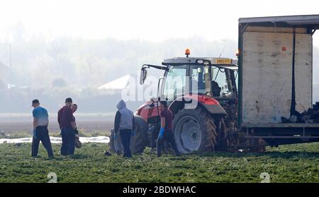 Rainham, Essex, Regno Unito. 10 aprile 2020. I raccoglitori stanno raccogliendo le verdure al campo di Famers a Rainham Essex durante la pandemia di Covid-19 in cui il governo ha dato le regole rigorose soltanto su lasciare la sede per il lavoro essenziale, lo shopping di alimento e una forma di esercitazione al giorno. Credit: Azione Foto Sport/Alamy Live News Foto Stock