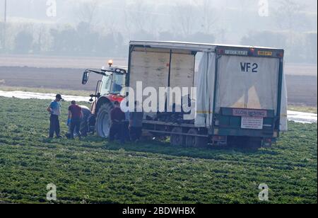 Rainham, Essex, Regno Unito. 10 aprile 2020. I raccoglitori stanno raccogliendo le verdure al campo di Famers a Rainham Essex durante la pandemia di Covid-19 in cui il governo ha dato le regole rigorose soltanto su lasciare la sede per il lavoro essenziale, lo shopping di alimento e una forma di esercitazione al giorno. Credit: Azione Foto Sport/Alamy Live News Foto Stock