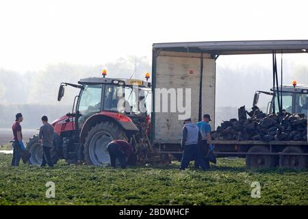 Rainham, Essex, Regno Unito. 10 aprile 2020. I raccoglitori stanno raccogliendo le verdure al campo di Famers a Rainham Essex durante la pandemia di Covid-19 in cui il governo ha dato le regole rigorose soltanto su lasciare la sede per il lavoro essenziale, lo shopping di alimento e una forma di esercitazione al giorno. Credit: Azione Foto Sport/Alamy Live News Foto Stock