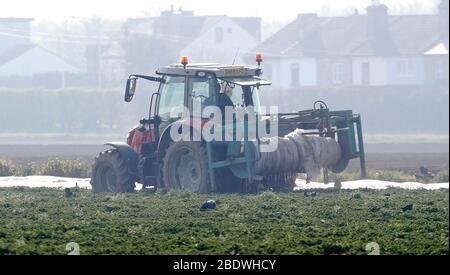 Rainham, Essex, Regno Unito. 10 aprile 2020. I raccoglitori stanno raccogliendo le verdure al campo di Famers a Rainham Essex durante la pandemia di Covid-19 in cui il governo ha dato le regole rigorose soltanto su lasciare la sede per il lavoro essenziale, lo shopping di alimento e una forma di esercitazione al giorno. Credit: Azione Foto Sport/Alamy Live News Foto Stock