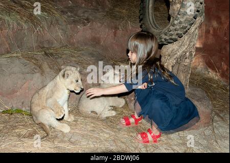 Leone, Panthera leo, cuccioli e bambina che giocano in gabbia, Parco del Leone e Predator di Tzaneen, nei pressi di Tzaneen, distretto di Tzaneen, provincia di Limpopo, Foto Stock