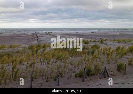 Dunkerque Beach vicino al porto Breakwater con il nuovo piantato Marram Grass ridurre l'erosione costiera. Foto Stock