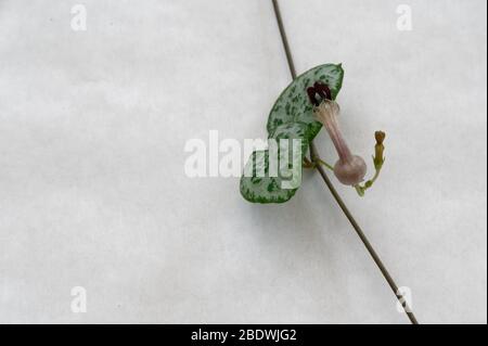 La catena di cuori pianta, originalmente dal Sudafrica è ora una pianta popolare casa Foto Stock