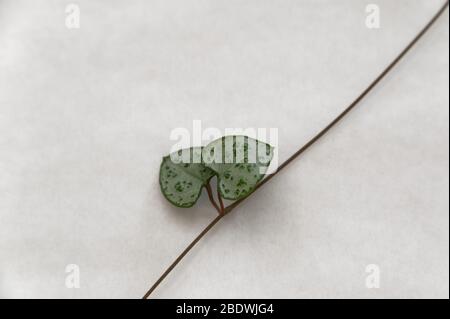 La vite rosaria ha foglie a forma di cuore che crescono a coppie su una vite Foto Stock