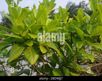 Allamanda catartica gialla su sfondo di pietra Foto Stock