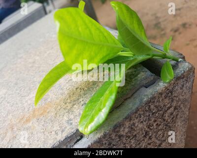 Allamanda catartica gialla su sfondo di pietra Foto Stock