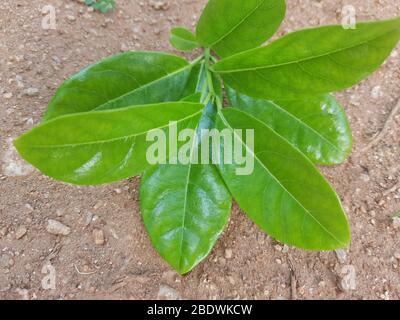 Allamanda catartica gialla su sfondo di pietra Foto Stock