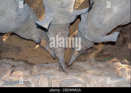 Rinocerosi bianchi, Ceratotherium simum, alimentazione trio, riserva del Nido d'ANT, vicino a Vaalwater, Provincia di Limpopo, Sudafrica Foto Stock