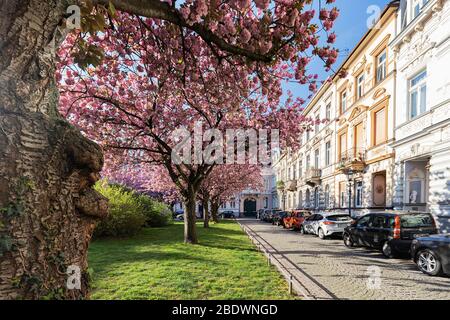 Krefeld - Vista sulla fioritura dei ciliegi in primavera, Renania Settentrionale Westfalia, Germania, 10.04.2020 Foto Stock