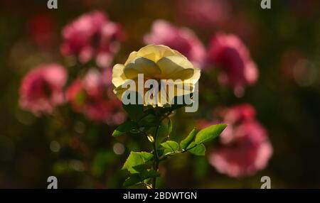 Rosa gialla isolata in primo piano e sfondo sfocato con fiori rosati Foto Stock