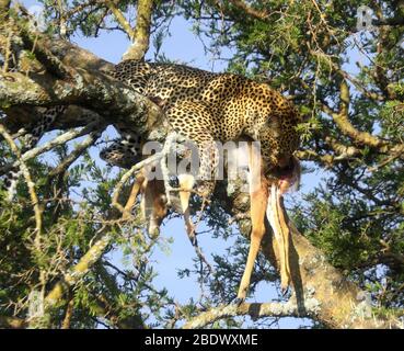 Un leopardo (Panthera pardus) ha portato un impala morto che ha recentemente cacciato su un albero per continuare a mangiare in pace. Fotografato al Serengeti National P Foto Stock