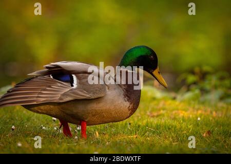 ritratto di un carino uccello anatra mallarda waterfowl immagine calda Foto Stock