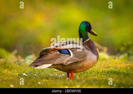 ritratto di un carino uccello anatra mallarda waterfowl immagine calda Foto Stock