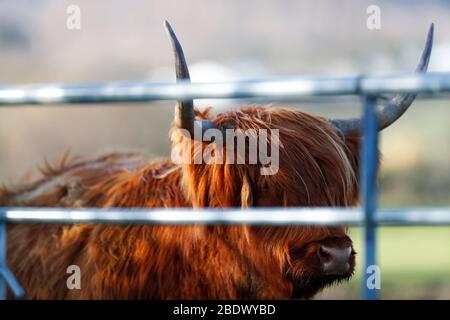 Mucca delle Highland (gaelica scozzese: Bò Ghàidhealach; scozzesi: Heilan coo) guardando fuori da dietro un cancello di fattoria sono i più vecchi bovini registrati al mondo Foto Stock