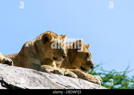 Due Lionesse vigili e vigili che attendono su una roccia. Fotografato in Tanzania Foto Stock