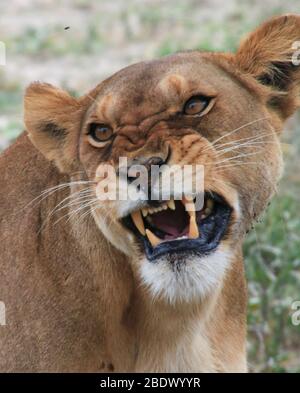 Ruggente leonessa africana femminile. Fotografato nel Parco Nazionale Serengeti, Tanzania Foto Stock