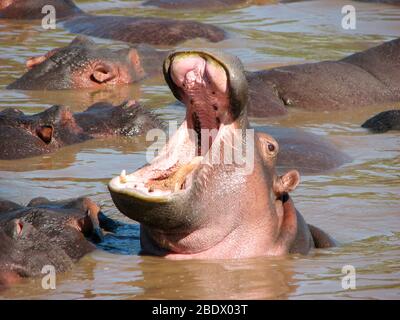 Ippopotamo con bocca aperta in acqua. Fotografato al Parco Nazionale Serengeti, Tanzania Foto Stock