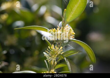 Buchsbaum, Buchs, blühend, Buxus sempervirens, box, scatola comune, scatola europea, legno di bosso, buis commun, buis toujours vert Foto Stock