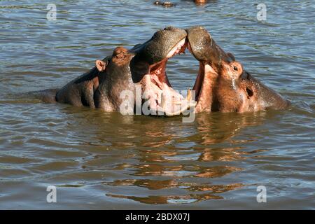 Due ippopotamo che giocano in un fiume al Parco Nazionale di Serengeti è una regione di praterie e boschi nella Repubblica unita di Tanzania Foto Stock