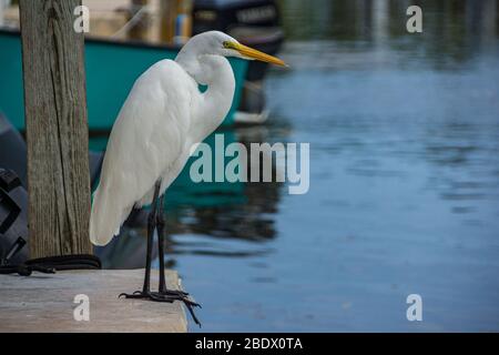 Un airone seduto sul molo che staring all'acqua Foto Stock