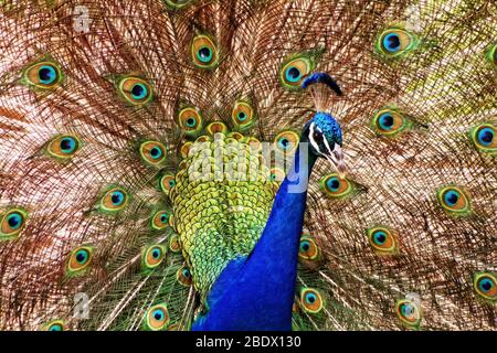 Peacock close up Foto Stock