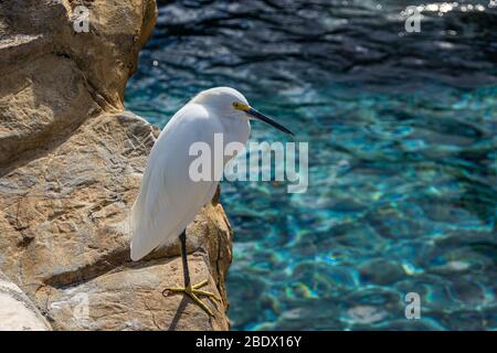 Un airone bianco seduto su una roccia che si stalla all'acqua blu Foto Stock