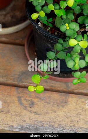 Spekboom (Portulacaria afra) anche noto come cespuglio elefante, pianta di giada nana, porkbush, in container. Foto Stock