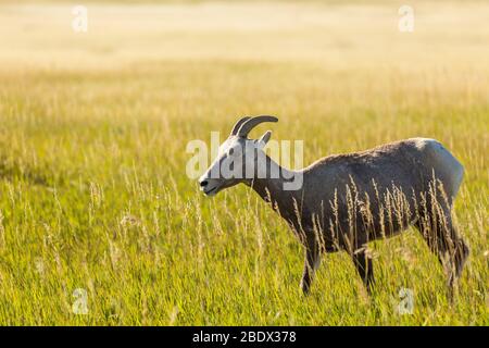 Pecore di Bighorn in un Grassland Foto Stock