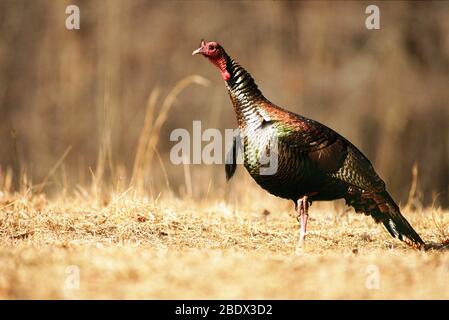 Eastern Wild Turchia Foto Stock