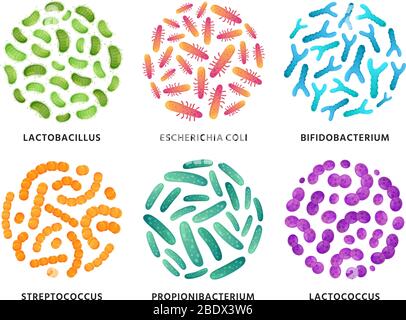 Probiotici. Batteri probiotici di Lactobacillus, bifidobacterium e lactococcus in circolo. Buon insieme di illustrazione vettoriale di batterie Illustrazione Vettoriale