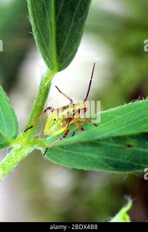 Pianta intarchiata Bug Foto Stock