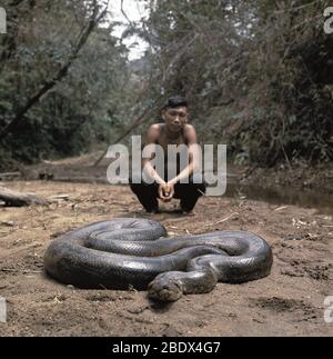 Anaconda verde Foto Stock