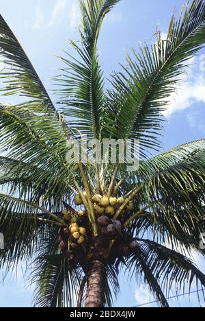 Manila nana di palme da cocco Foto Stock