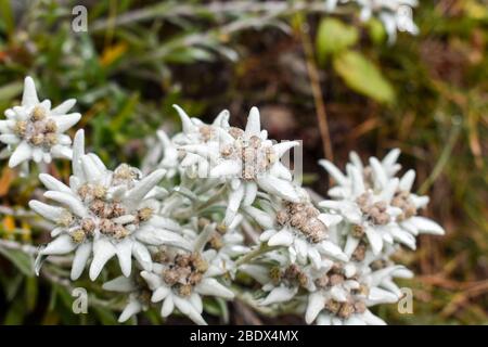 Fiore di Edelweiss (Leontopodium alpinum), simbolo della montagna delle Alpi. Foto Stock