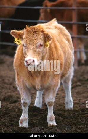 Vitello crossato piemontese-Hereford Foto Stock